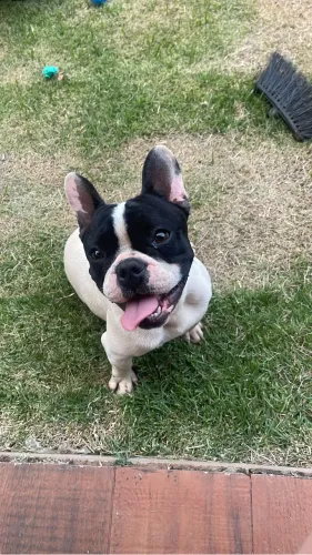 Vendo bulldog francês macho 