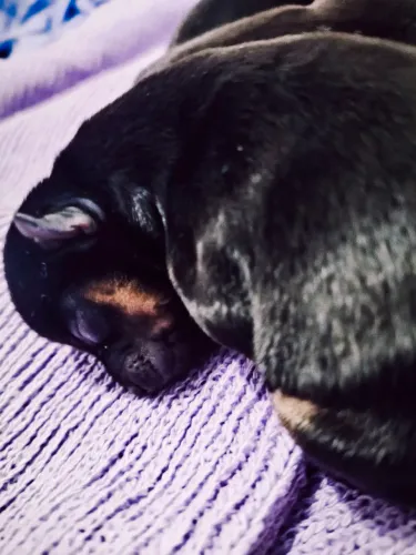 Pinscher 0 / Teacup