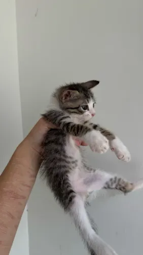 Gatinhos para adoção