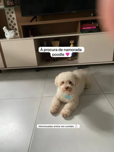  Poodle à procura de namorada 