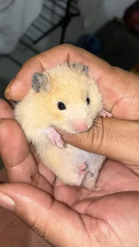 Hamster