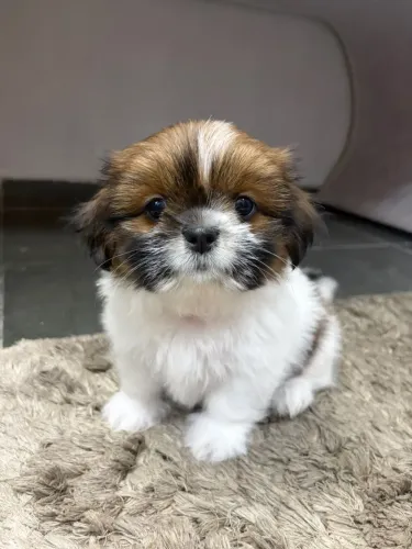 Filhote shih-tzu