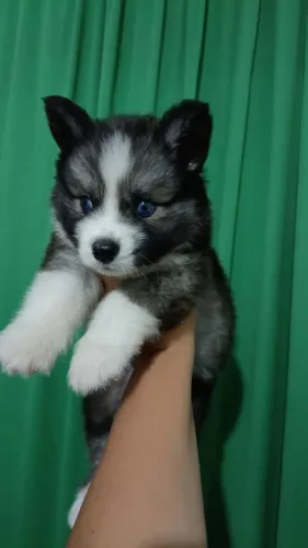 FILHOTE DE HUSKY