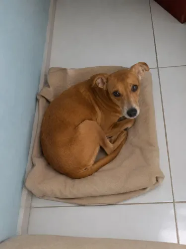 Me chama perolla preciso de um novo lar urgente pois minha mamãe está doente