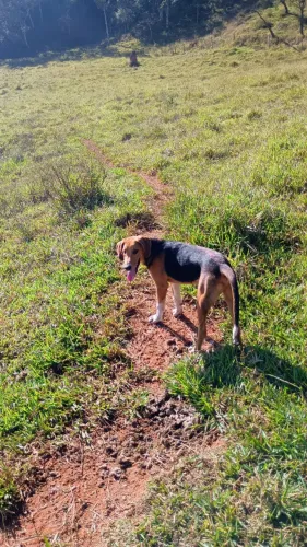 Foxhound de 7 meses. 