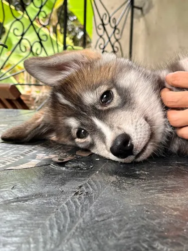 Cachorro Husky Siberiano