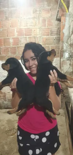 Filhote de rottweiler à venda
