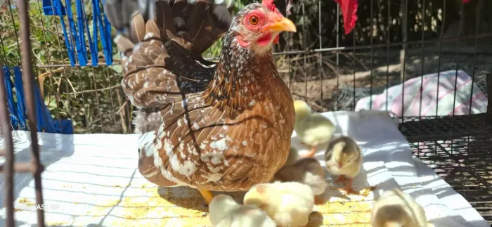 Galinha garnizé com pintinhos