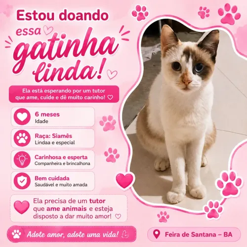 Gatinha fêmea linda siamês e alaranjada e muito esperta