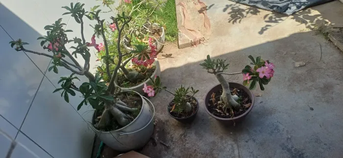3 Rosa do deserto no preçinho.