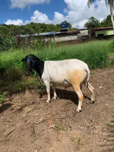 Carneiro Dorper