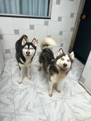 Casal de husky siberiano 
