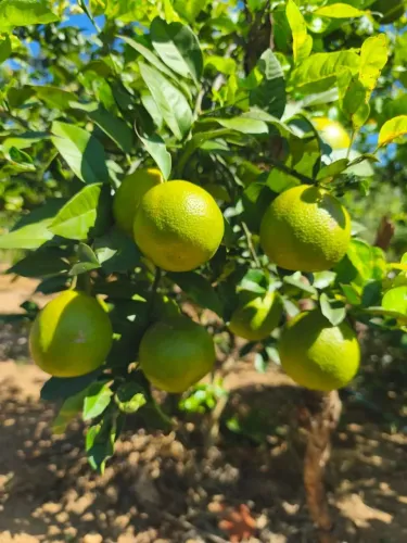 Fazenda pra café Altitude e agronegócio!!