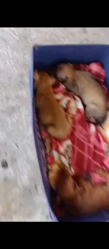 Vende-se Pinscher 0 1