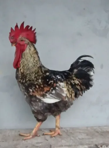 Lindo reprodutor GSB disponível