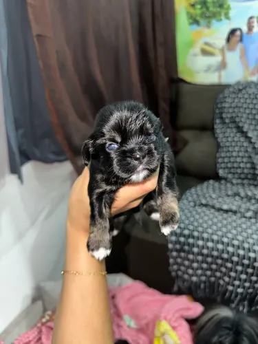 Shih Tzu