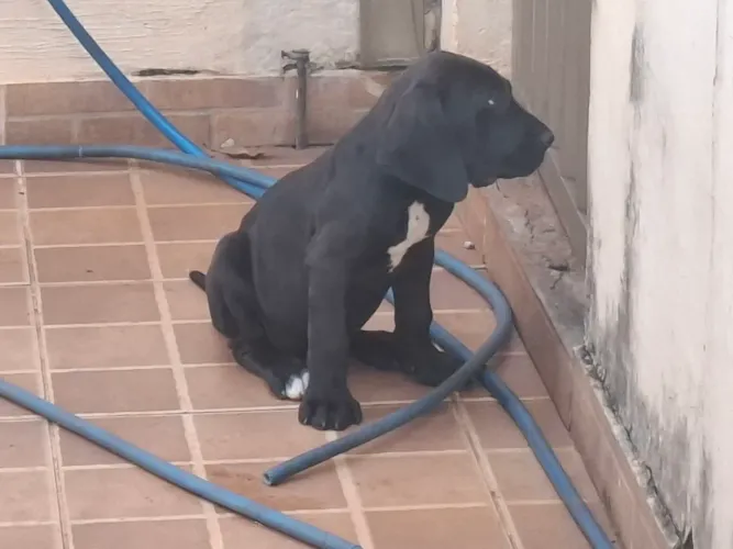 Filhotes de Fila Brasileiro