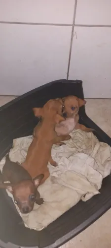 Pinscher