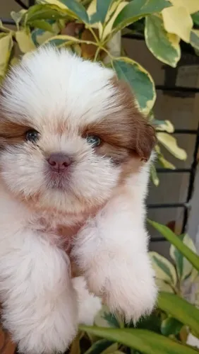 Animais de Estimação