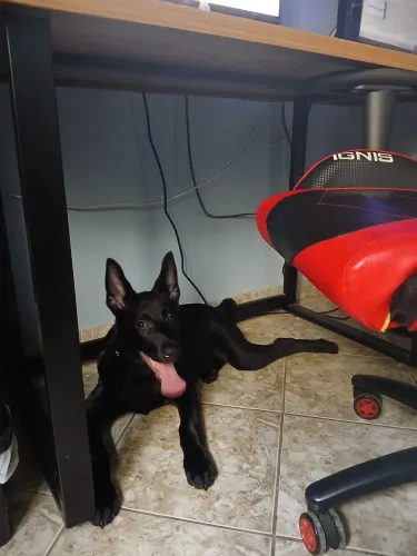 Pastor belga malinois 