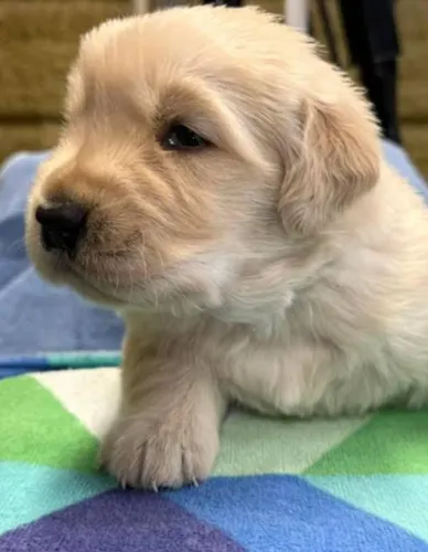 Golden Retriever Filhotes Bem Comportados.