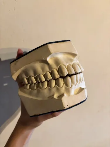 Modelo Odontológico de Oclusão