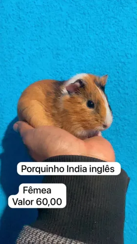 Porquinhos-da-índia inglês 
