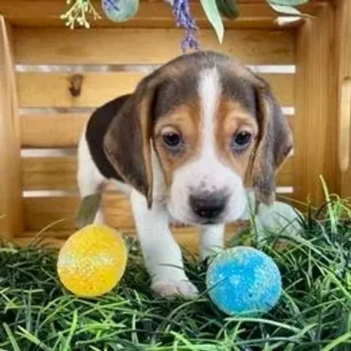 Beagle,Beagle Filhote Selecionado Alta Procedência