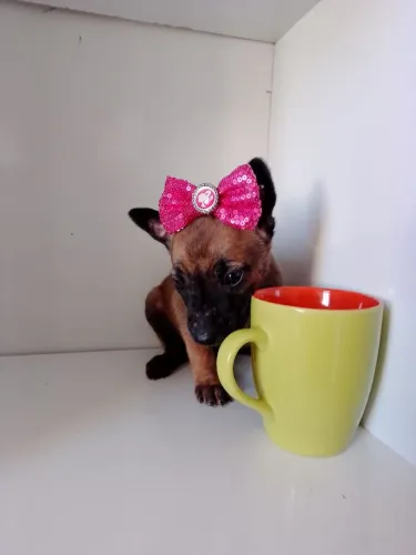 Filhote fémea 3 meses linda n1