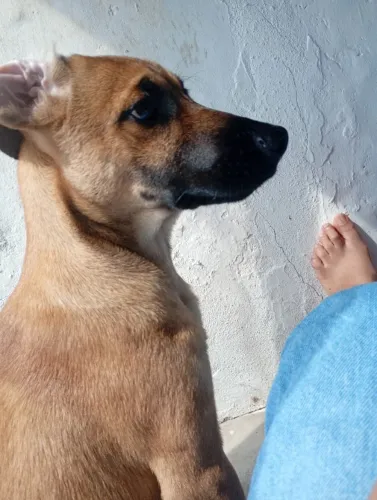  Doação mestiço pastor