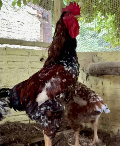 Ovos férteis Gsb balão