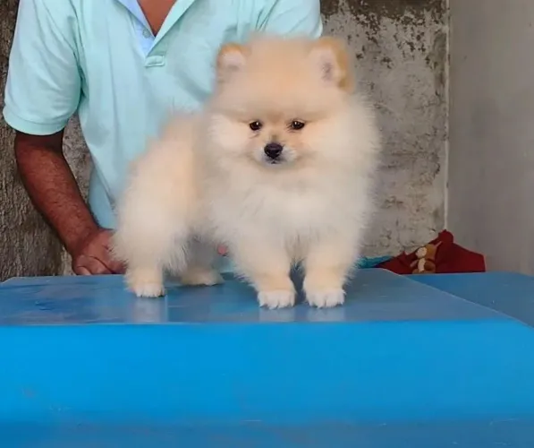 Spitz alemão seu coração tem espaço pra um amor assi