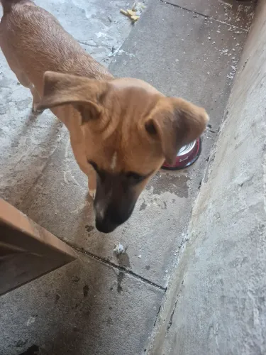 Doação cachorro