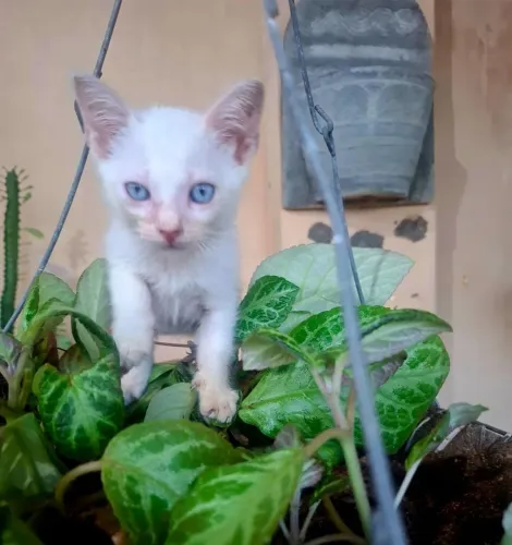 Gato para adoção, 2 meses
