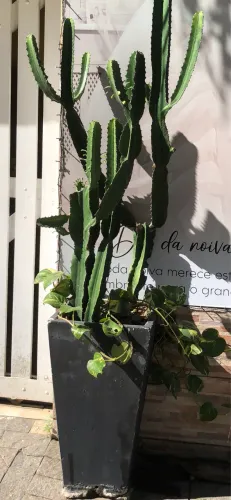 Cactos já plantado 