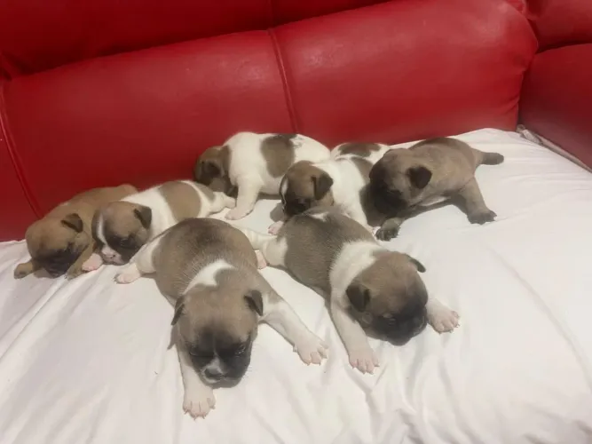 Bulldog Francês filhotes