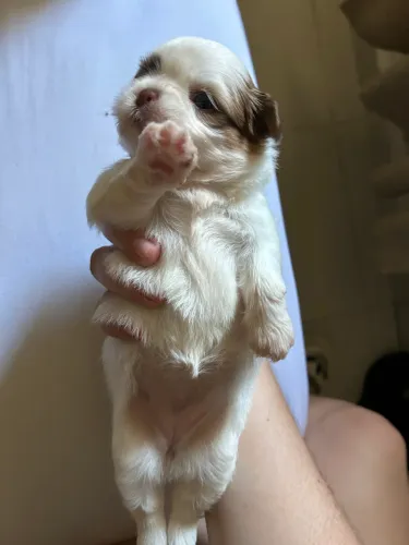Vende filhotes de shih tzu Fêmea 