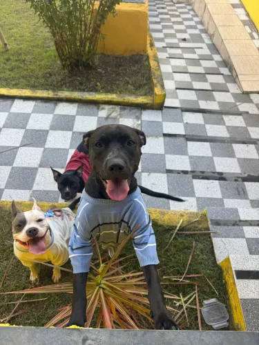 Doação cachorro