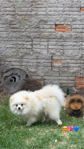 Spitz alemão