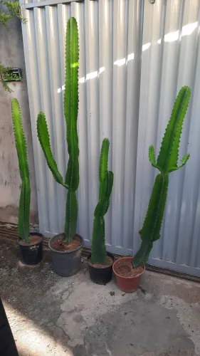 Euforbia Candelabro 