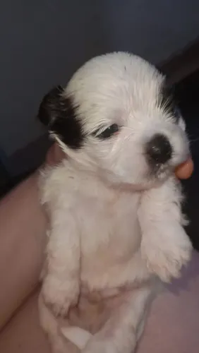Filhote de shih Tzu