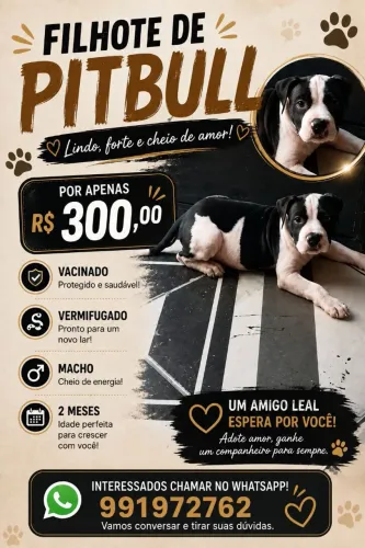 Filhote de Pitbull