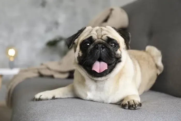 Cachorro