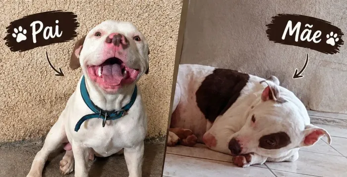 Filhotes de pit bull