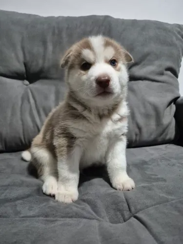 Filhote de Husky Siberiano Macho