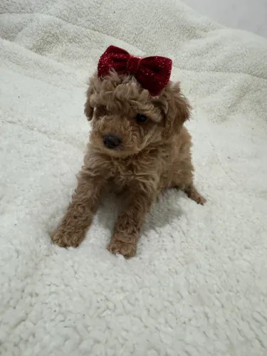Poodle Toy Red Pedigree Entrega Rápida