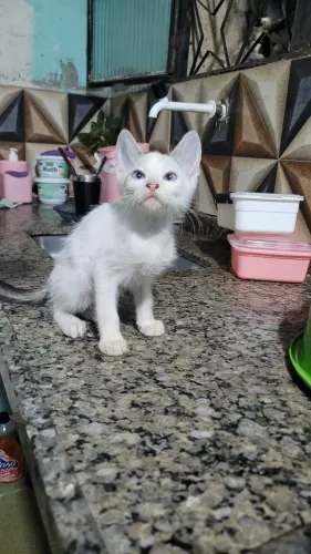 Doação de gatos e gatas