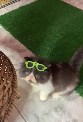 Promoção lindo gatinho persas filhote