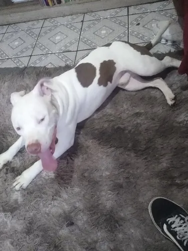 Vendo ou troco  American Pitbull terrier puro de 8 meses  por algo do meu interesse