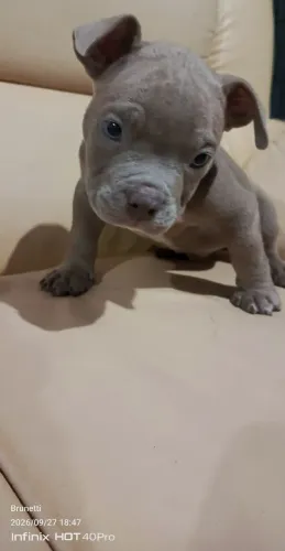 American Bully